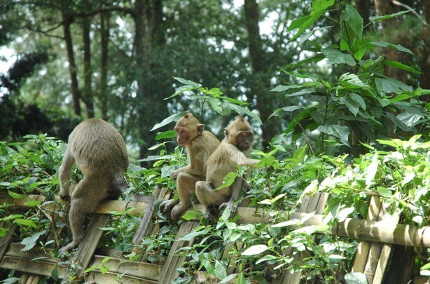 monyet di Air Terjun Grojogan Sewu