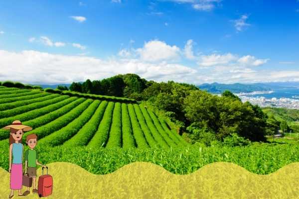 Kebun Teh Ngargoyoso